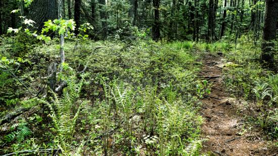 Mill Brook Marsh - Point 12 - Spring Woods