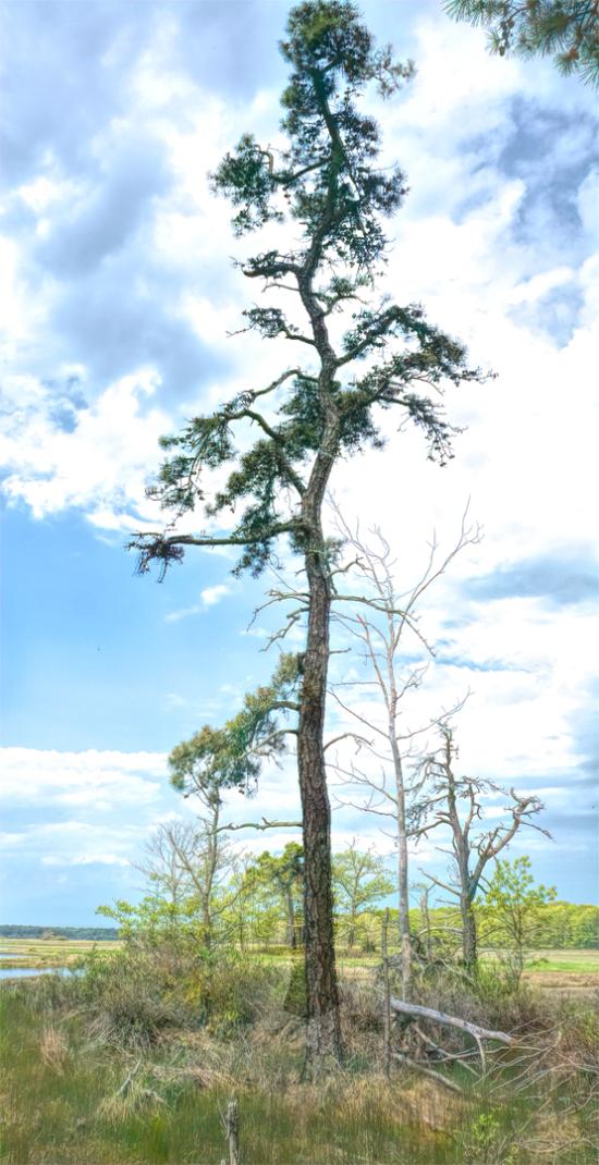 Mill Brook Marsh - Point 12 - Spring