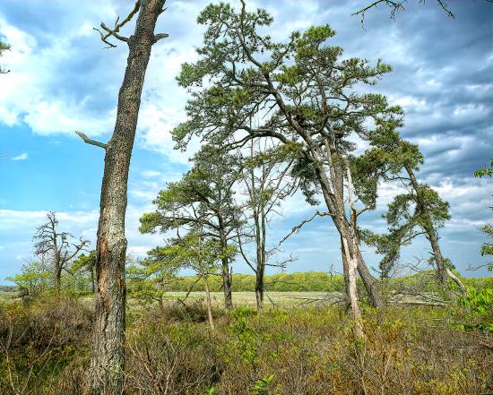 Mill Brook Marsh - Point 12 - Spring