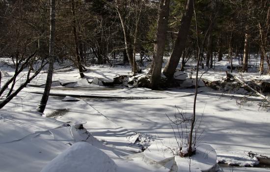 from trails near Fengler Road